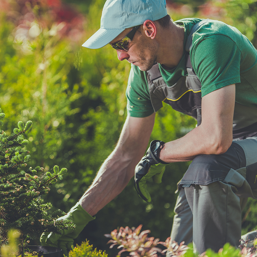 Gardener planting new trees